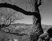 Sunset Point Black Canyon City Arizona AZ Tree Black and White Photograph by Toby McGuire Sunset Point Black Canyon City Arizona AZ Tree Black and White Photograph by Toby McGuire