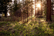 Sunshine and Lupine Photograph by Mary Lee Dereske