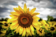 Sunshine Photograph by Louis Dallara