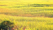 Sunshine Palette On The Marsh Photograph by Jan Gelders