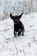 Super Pup Photograph by Holden The Moment Super Pup Photograph by Holden The Moment