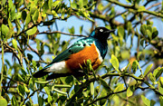 Superb Starling Photograph by David Morefield Superb Starling Photograph by David Morefield