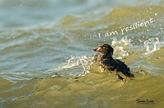 Surf Scoter says I am Resilient Photograph by Sherry Clark