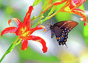 Swallowtail on Eric the Red Photograph by PJQandFriends Photography