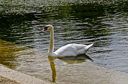Swan Business. Three. Photograph by Elena Perelman