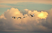 Swan Heaven Photograph by DJA Images
