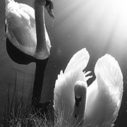 Swan Lake In Winter -  Kingsbury Nature Photograph by John Edwards