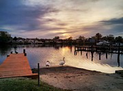Swans of Chink Creek Photograph by Chris Montcalmo