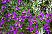 Sweet Alyssum Flower Print Photograph by Gwen Gibson Sweet Alyssum Flower Print Photograph by Gwen Gibson