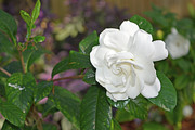 Sweet Gardenia Photograph by Aimee L Maher ALM GALLERY
