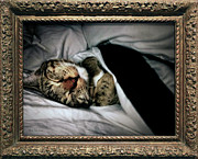 Sweet Simba Photo A8117 Photograph by Mas Art Studio Sweet Simba Photo A8117 Photograph by Mas Art Studio