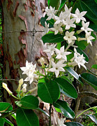 Sweet Stephanotis Photograph by James Temple
