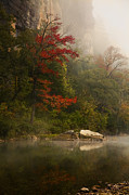 Sweetgum in the Mist at Steel Creek Photograph by Michael Dougherty