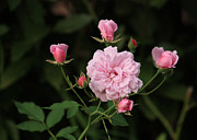 Sweetheart Roses  Photograph by Terri Mills