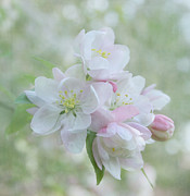 Sweetness in Spring Photograph by Kim Hojnacki Sweetness in Spring Photograph by Kim Hojnacki