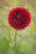 Swirl of Red Photograph by Marilyn Cornwell
