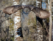 Swoop Photograph by Rudy Viereckl