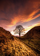 Sycamore Gap Photograph by Anita Nicholson