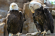 Symbols of Freedom Photograph by Arnold Hence