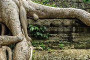 Ta Prohm 3 Photograph by Werner Padarin