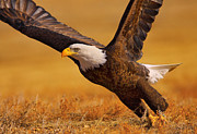 Take Off Photograph by Kadek Susanto