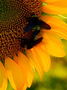 Taking Care Of Bees-ness Photograph by Virginia White