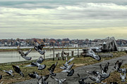 Taking flight Photograph by Jeff Folger