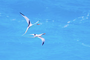 Tangential Longtails Photograph by Jeff at JSJ Photography