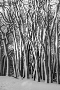 Tangled Photograph by Cathy Kovarik