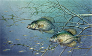 Tangled Cover Crappie II Painting by JQ Licensing