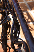 Tangled Vines Photograph by Linda Shafer