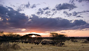 Tarangire Sunset Photograph by Adam Romanowicz