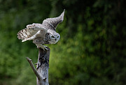 Target Acquired Photograph by Randy Hall