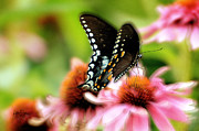 Tasty Photograph by Lois Bryan