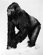 Taxidermy: Gorilla Photograph by Granger