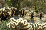 Teddy Bear Forest Photograph by Kelley King