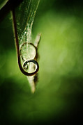 Tendril and Web Photograph by Rebecca Sherman