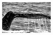 Terminal Dive Photograph by Pete Federico