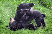 Wrestling Lesson Photograph by Tim Newton