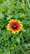 Texas Wildflower  Photograph by Yazid Ismail