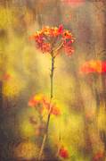 Texture Pink Flower Photograph by Alissa Beth Photography