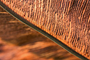 Textured Leaf Photograph by Ana V Ramirez