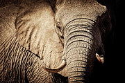 That Wisdom Look Photograph by Francesco Riccardo Iacomino