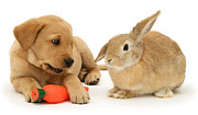 That's my Carrot Photograph by Warren Photographic