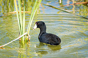 The American Coot  Photograph by Debra Martz