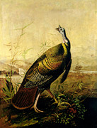 The American Wild Turkey Cock Painting by John James Audubon