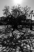 The ancient tree and its shadow Photograph by AM FineArtPrints