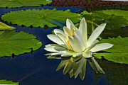 The Art of the Waterlily Photograph by Marilyn Cornwell