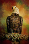 The Bald Eagle In Autumn Photograph by Jai Johnson