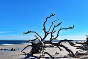 The Beautiful Dead Photograph by DB Hayes